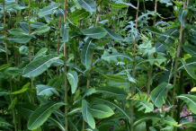 Wild-Lettuce-growing-wild