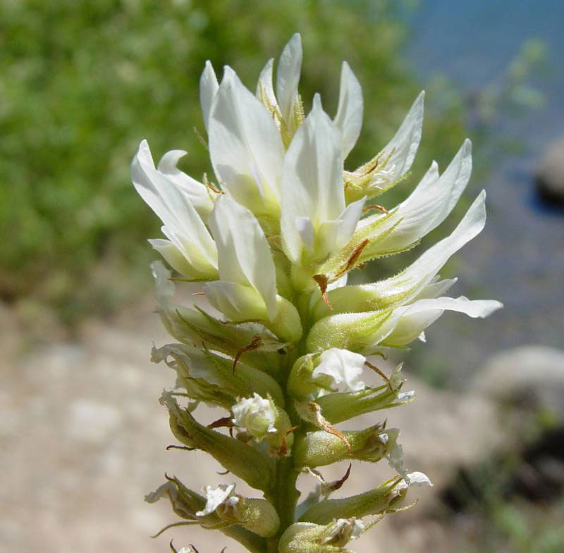 Closer-view-of-flower-of-Wild-Licorice