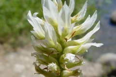 Closer-view-of-flower-of-Wild-Licorice