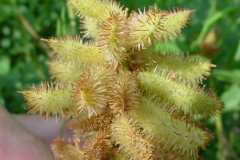 Closer-view-of-seed-pods-of-Wild-Licorice