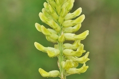 Flowering-buds-of-Wild-Licorice