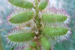 Immature-fruits-of-Wild-Licorice