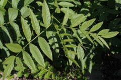 Leaves-of-Wild-Licorice