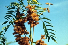 Mature-Fruits-of-Wild-Licorice