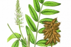 Plant-illustration-of-Wild-Licorice