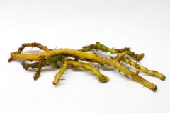 Roots-of-wild-licorice