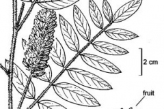 Sketch-of-Wild-Licorice