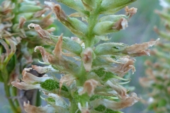 WIthered-flowers-of-Wild-Licorice