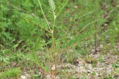 Wild-Licorice-Plant