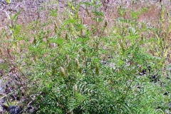 Wild-Licorice-plant-growing-wild