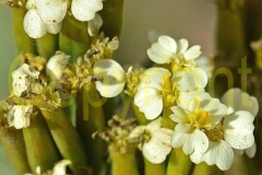 Closer-view-of-flowers-of-Wild-Marigold