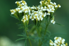Flowers-of-Wild-Marigold