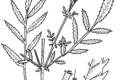 Plant-Illustration-of-Wild-Marigold