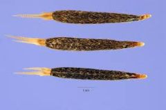 Seeds-of-Wild-Marigold