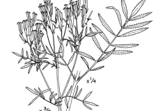 Sketch-of-Wild-Marigold