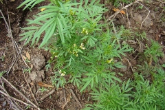 Wild-Marigold-Plants