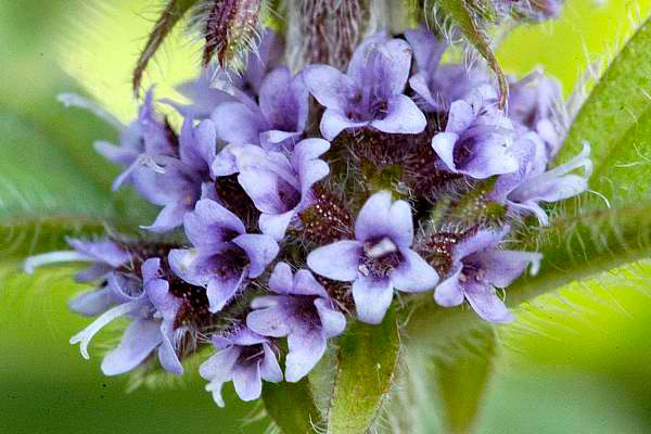Closer-view-of-flowers-of-Wild-mint
