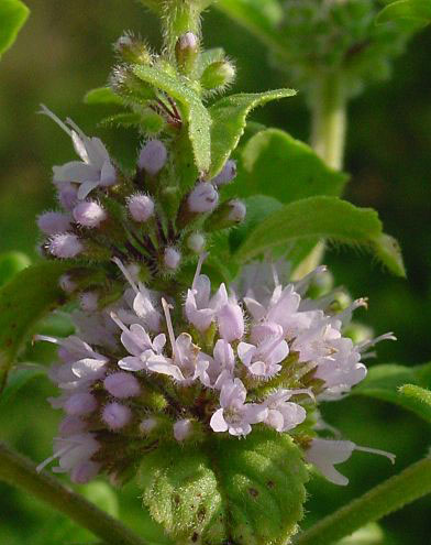 Flowering-buds-and-flowers-of-Wild-mint