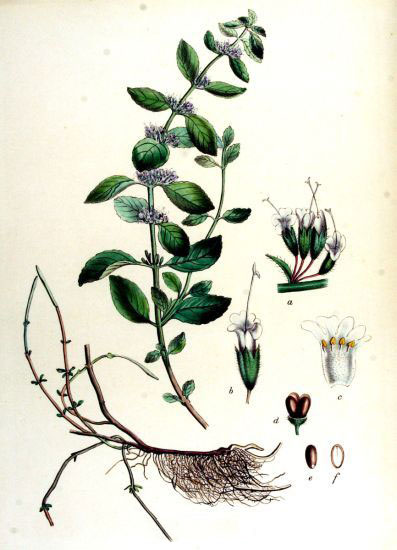 Plant-Illustration-of-Wild-mint
