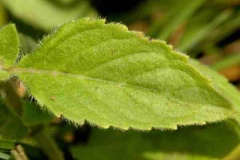 Closer-view-of-leaves-of-Wild-mint