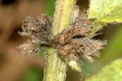 Dried-fruits-of-Wild-mint