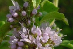Flowering-buds-and-flowers-of-Wild-mint