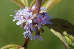 Flowers-of-Wild-mint