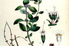 Plant-Illustration-of-Wild-mint