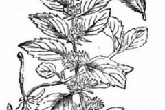 Sketch-of-Wild-mint