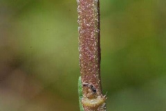 Stem-of-Wild-mint