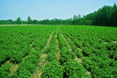 Wild-mint-farming