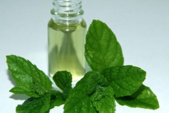 Wild-mint-oil