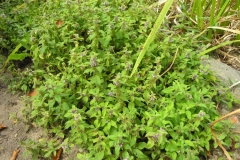 Wild-mint-plant