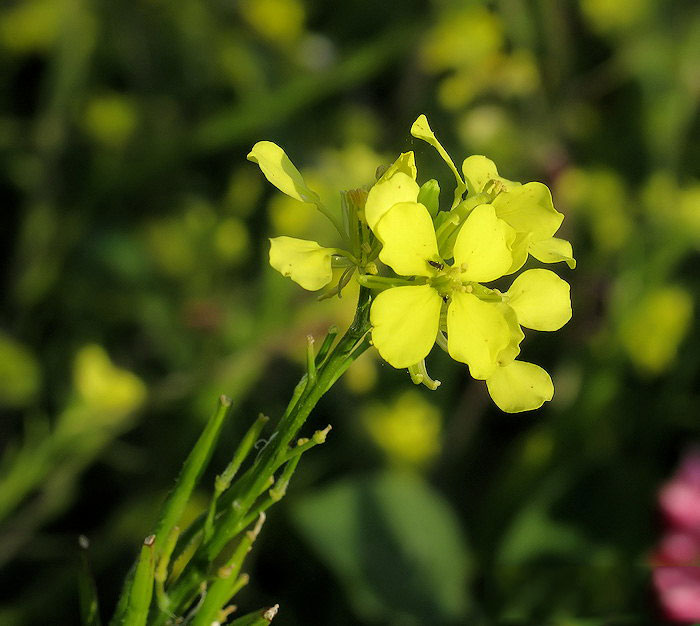 Closer-view-of-flower-of-Wild-mustard
