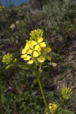 Flowers-of-Wild-mustard