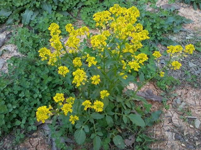 Wild-Mustard-plant