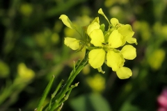 Closer-view-of-flower-of-Wild-mustard