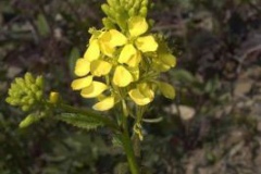 Flowers-of-Wild-mustard