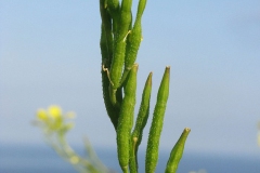 Immature-fruits-of-Wild-mustard