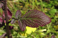 Leaves-of-Wild-mustard