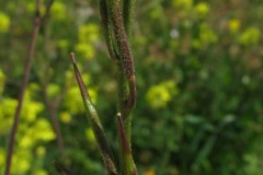 Mature-fruits-of-Wild-mustard