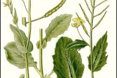 Plant-Illustrations-of-Wild-mustard