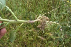 Root-of-Wild-mustard