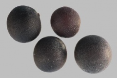 Seeds-of-Wild-mustard