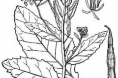 Sketch-of-Wild-mustard