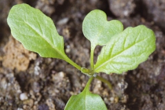 Small-Wild-mustard-plant