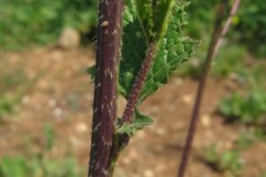 Stem-of-Wild-mustard