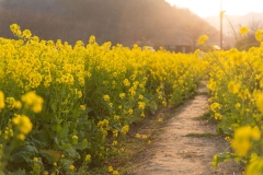 Wild-Mustard-farming