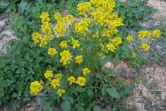 Wild-Mustard-plant