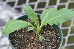 Young-Wild-mustard-plant